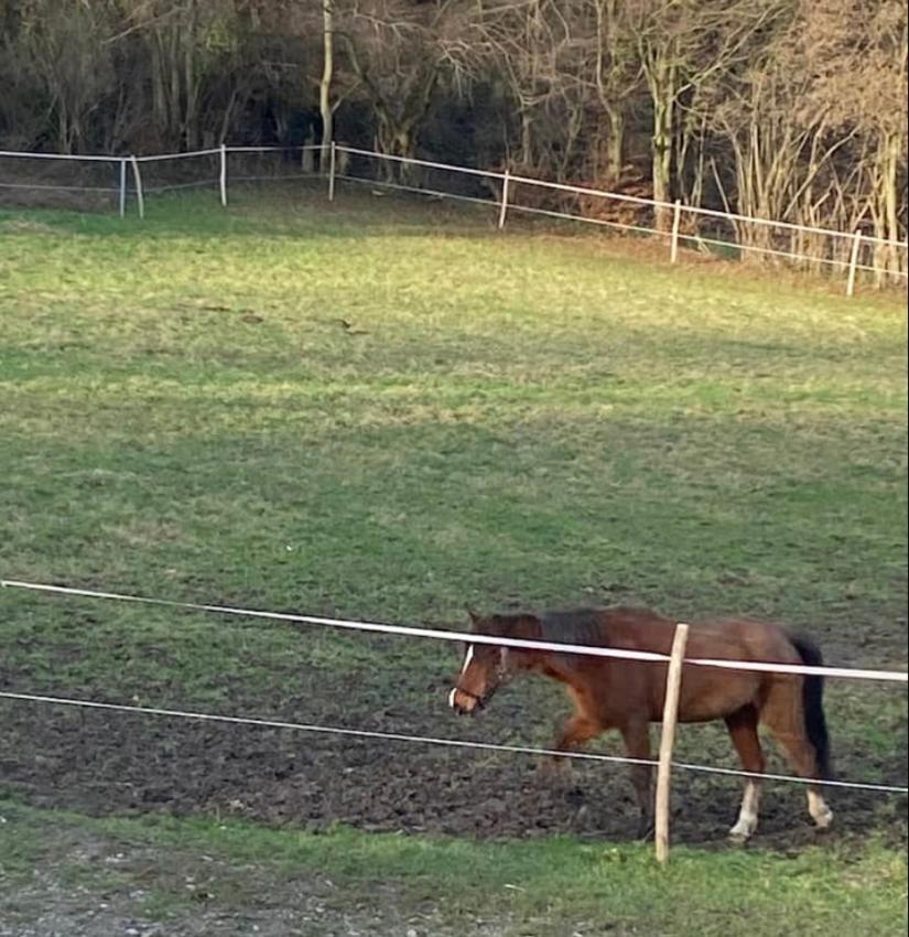 Le Ranch Des Aguesses Andenne Exterior foto